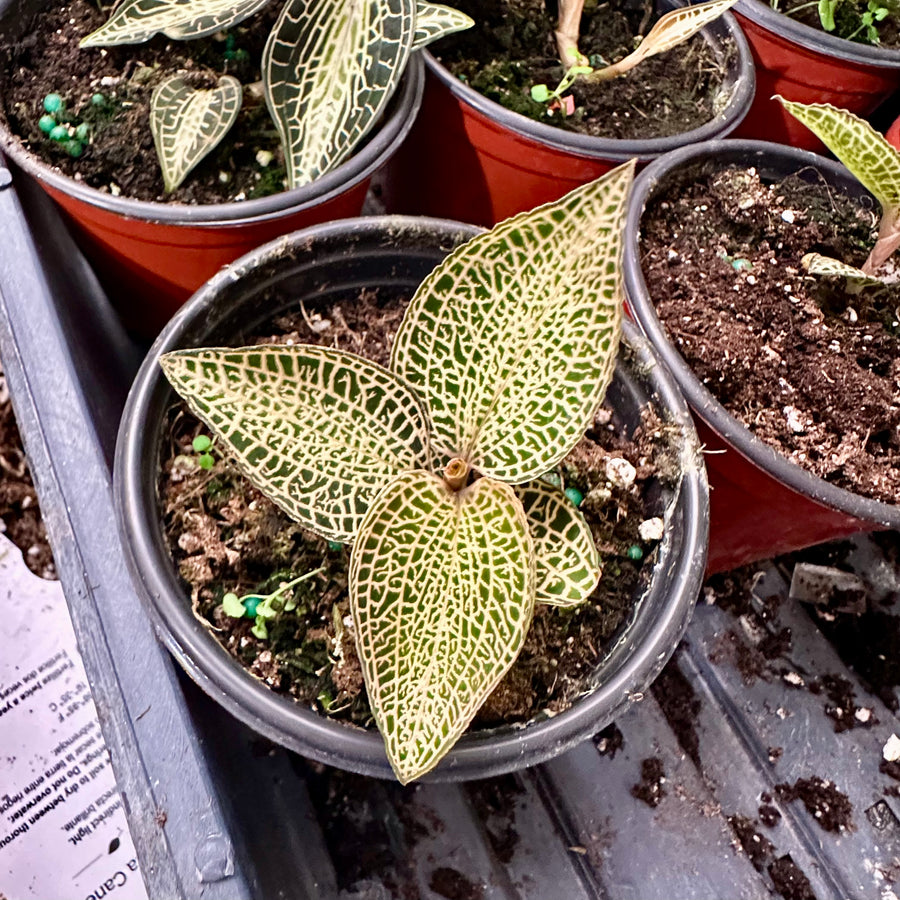 Jewel Orchid