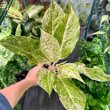 4” Aglaonema white laksap