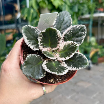African Violet - Wranglers Dixie Celebration - 4” pot