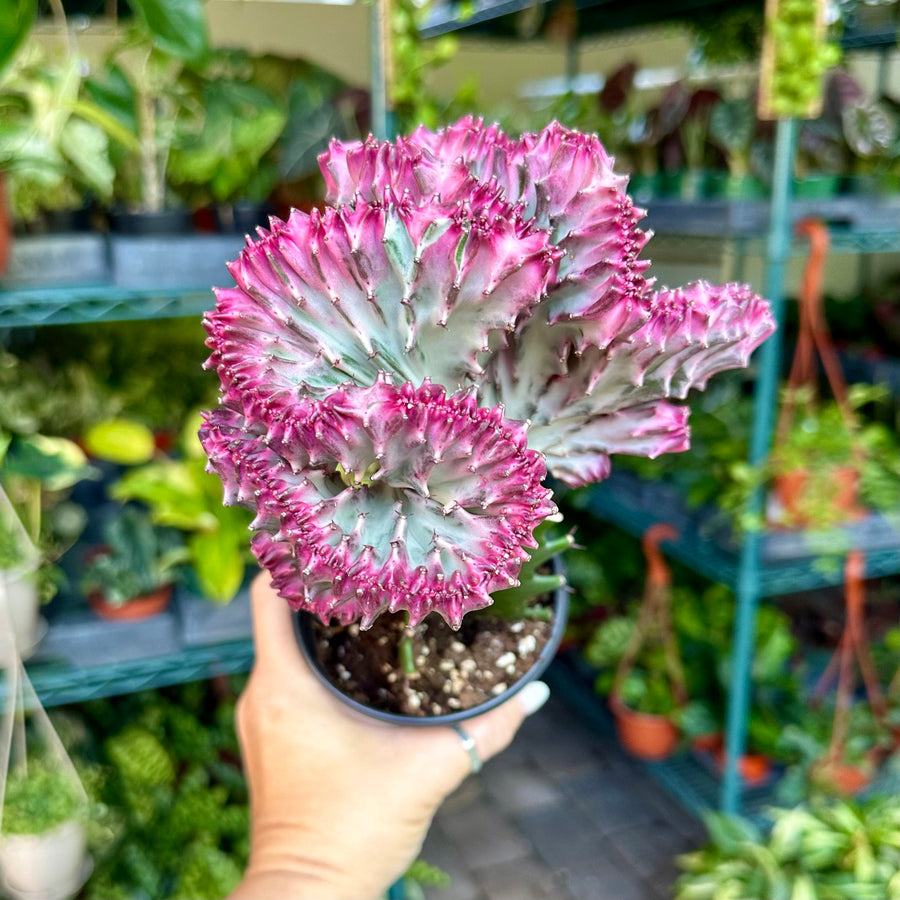 4” Mermaid Tail Cactus - purple