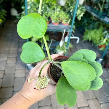 3” Hoya ‘Kerrii’ with blooms/peduncles