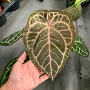 6” Anthurium red crystallinum x pink lemonade XL