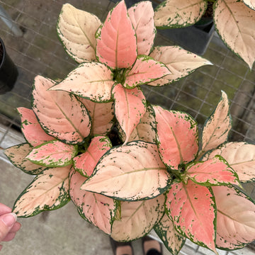 4” Aglaonema pink maroon