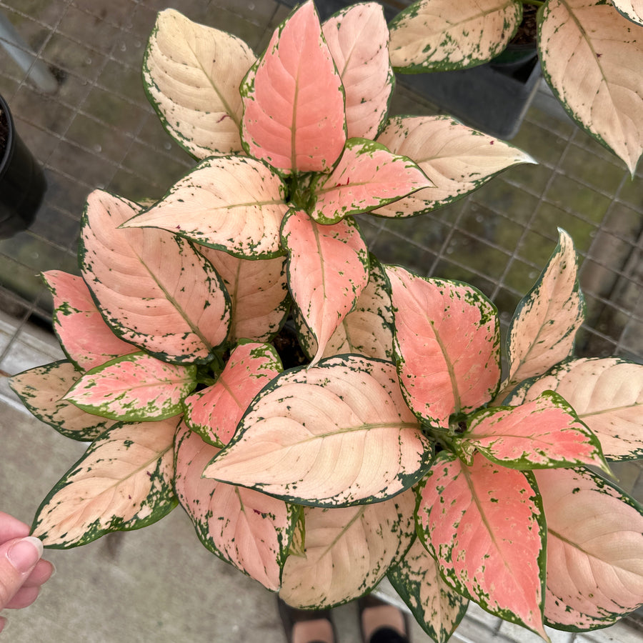 4” Aglaonema pink maroon