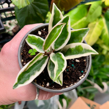 4” Hoya Krinkle 8 Albo marginata