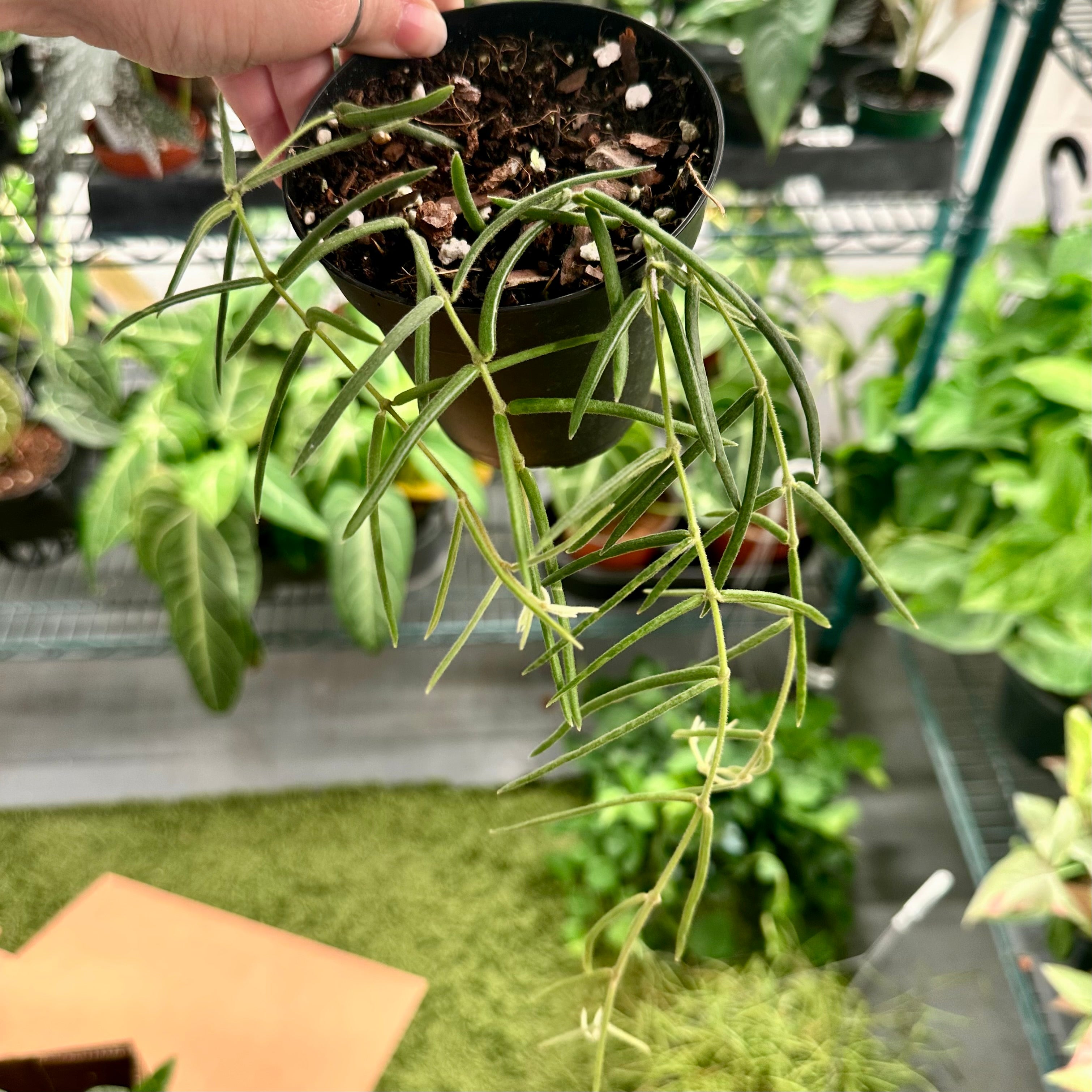 Hoya Linearis - 3” pot – Land of Alice