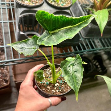 4” Alocasia green velvet Frydek mutation