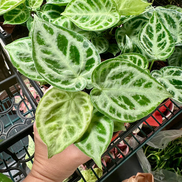 4” Anthurium dorayaki