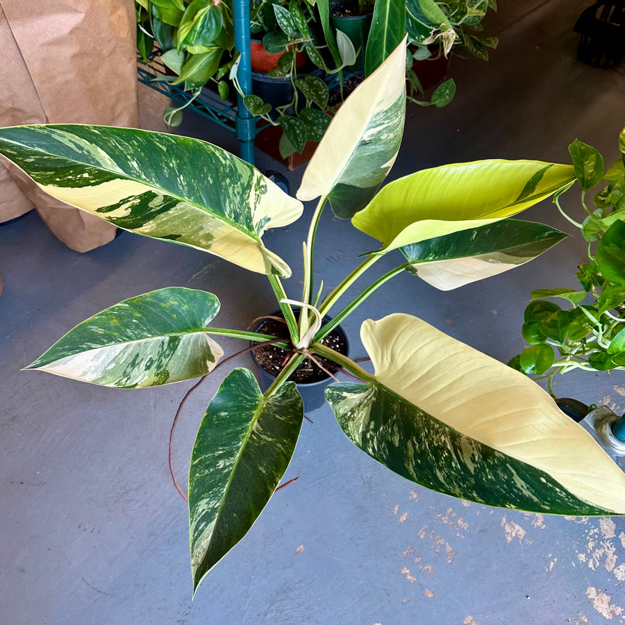 6” Philodendron Congo Albo XL