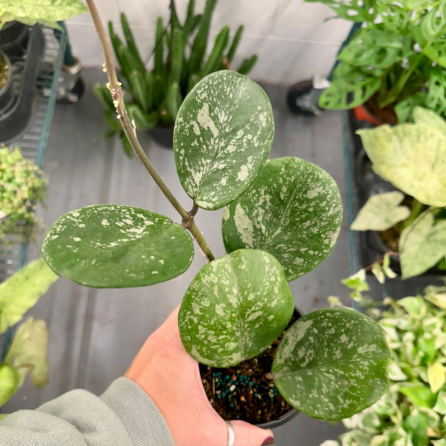 4” Hoya ‘obovata’ splash