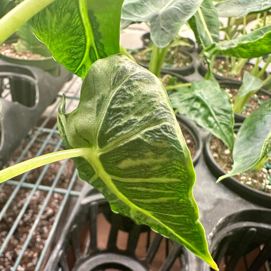 4” Alocasia green velvet Frydek mutation