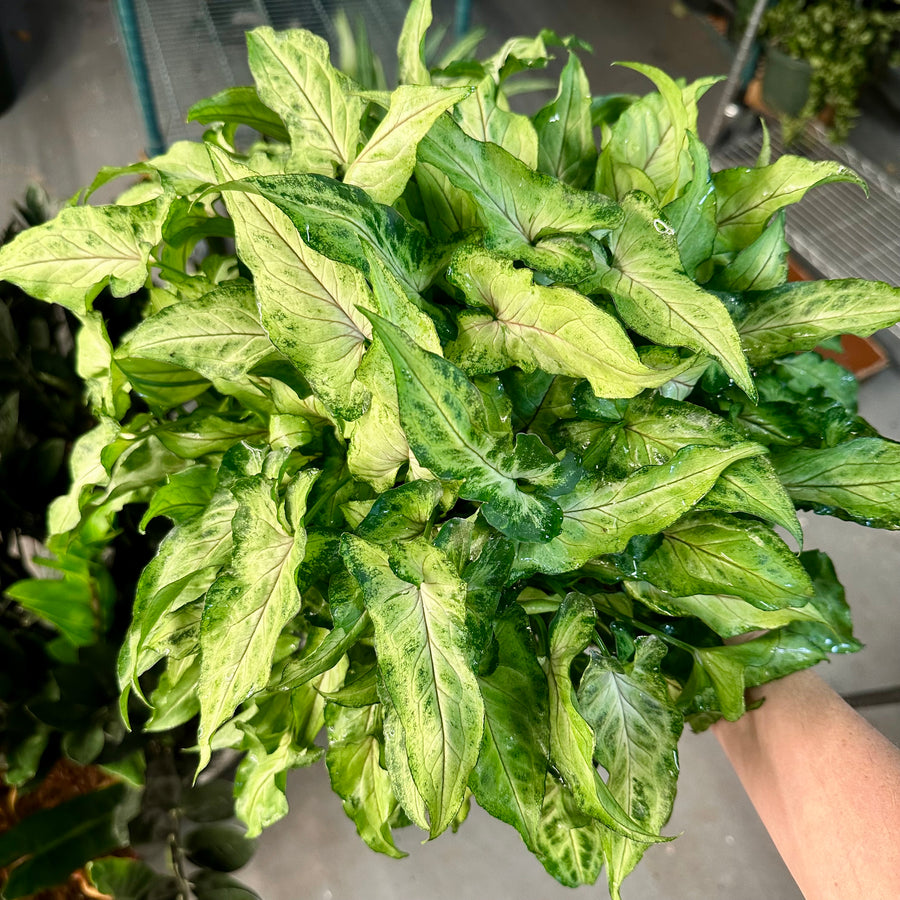 Syngonium Yami - 6