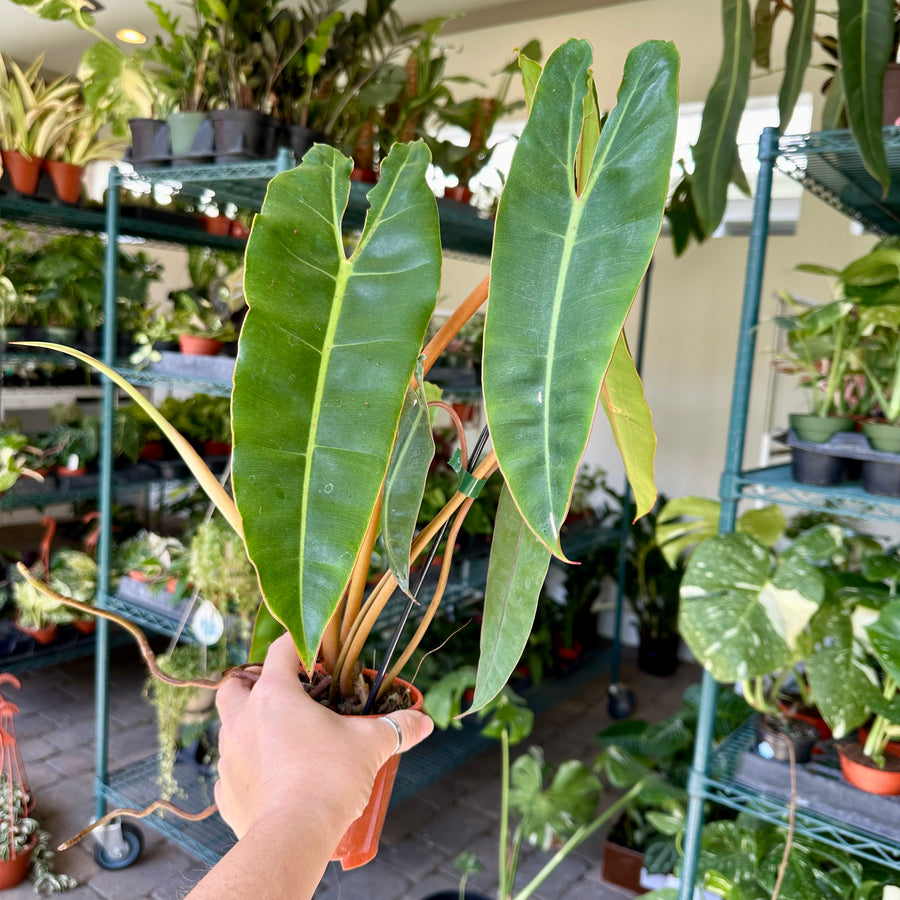 Philodendron 'Billietiae' - 4” pot