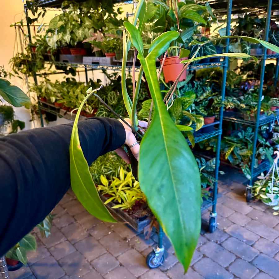 6” Philodendron joepii on moss poll