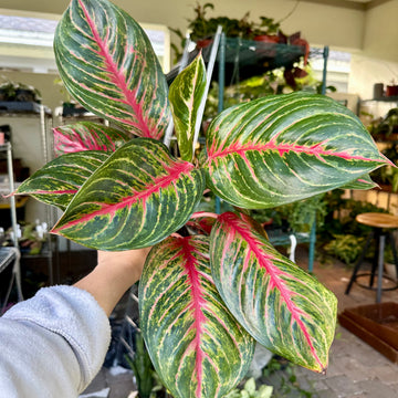 4” Aglaonema jade dragon