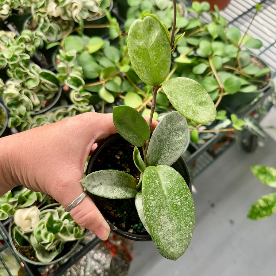 Hoya nova ghost - 4” pot