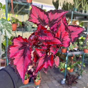 8” Begonia Harmony’s Red Robin