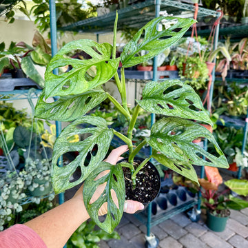 6” Monstera adansonii European mint