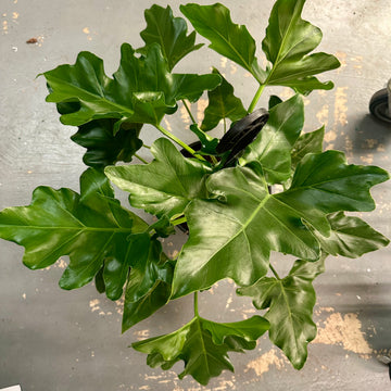 Philodendron Revolution - 8” pot