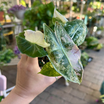 Alocasia nairobi night variegated - 3.5” pot
