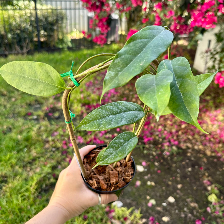 Hoya danumensis on trellis