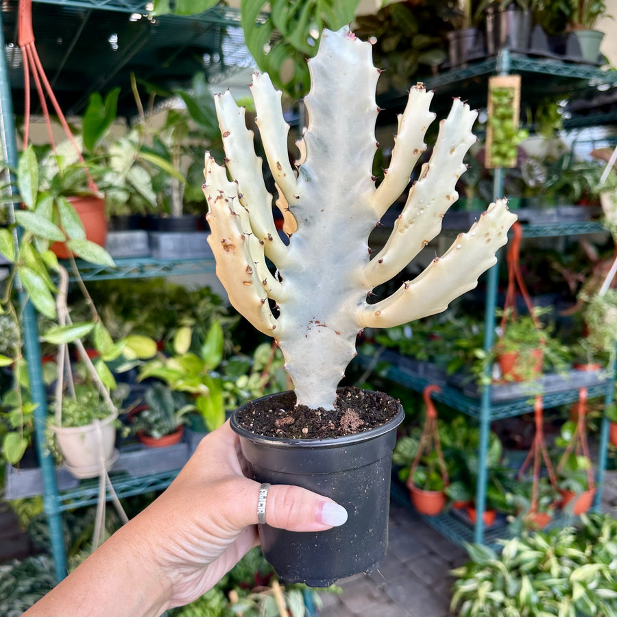 4” Ghost cactus