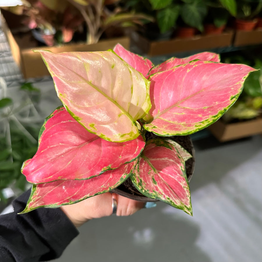 4” Aglaonema geely red