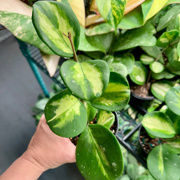 4” Hoya obovata variegated