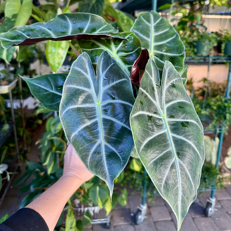 Alocasia Morocco - pink stems - 6” pot
