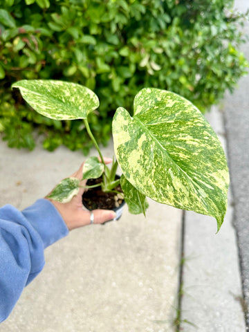 Land of Alice Houseplant Shop