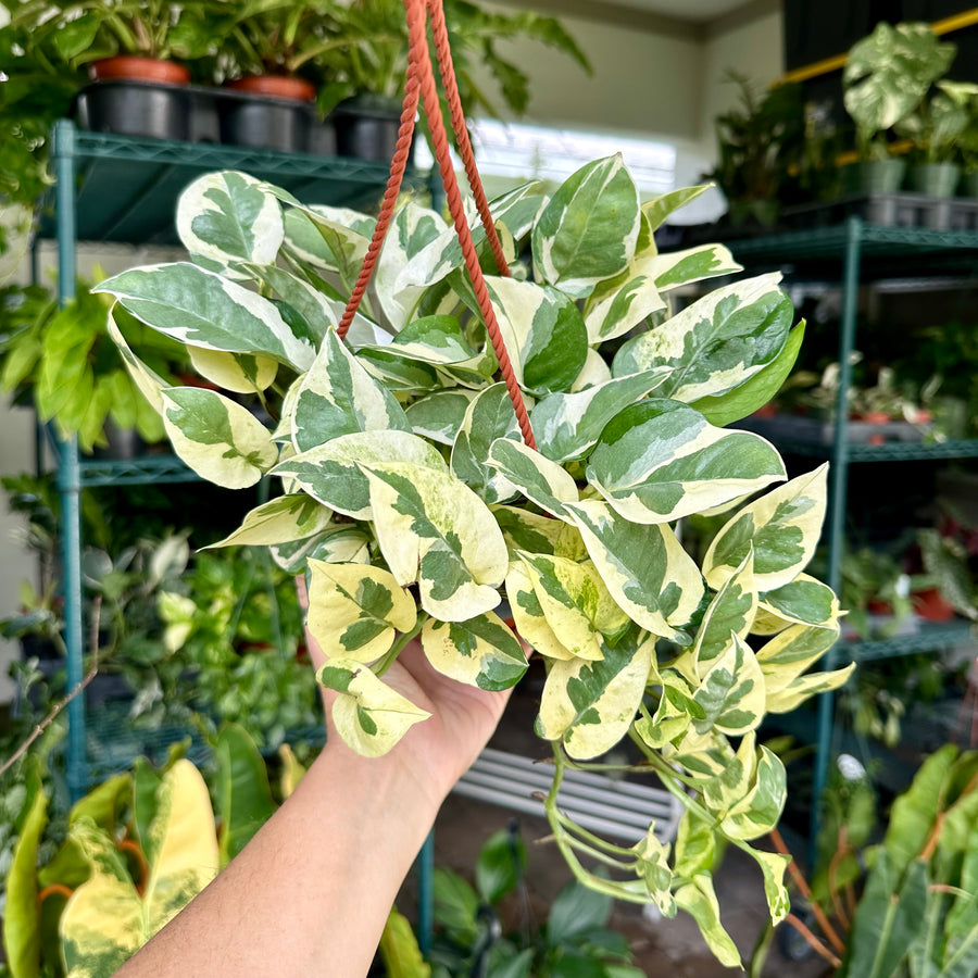 6” Pothos Pearls and Jade