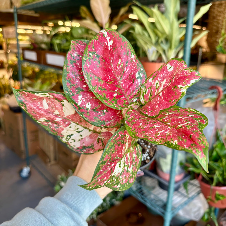 4” Aglaonema tricolor mutation