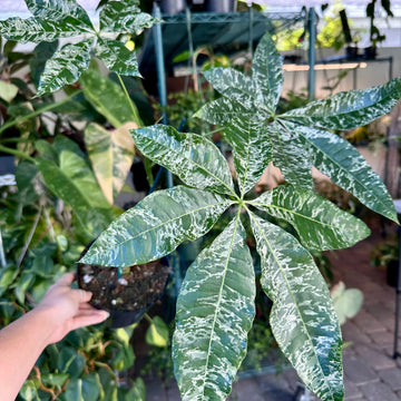 Money Tree variegated (grafted) - 6” pot