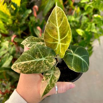 Alocasia black velvet Aurea gold