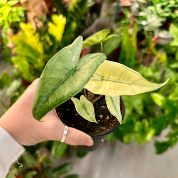Alocasia Zebrina mint - 4” pot