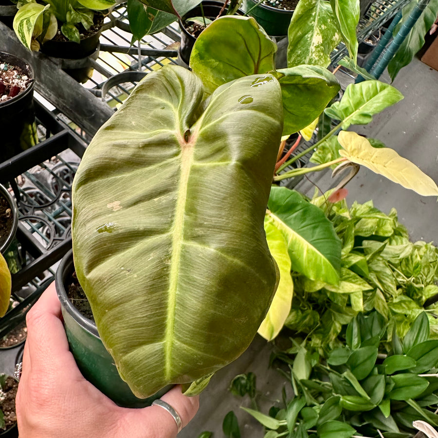 4” Philodendron El Choco x Billietiae