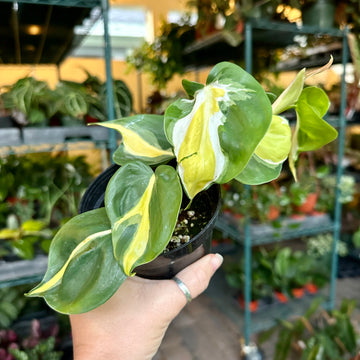 4” Philodendron cream splash
