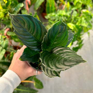 4” Aglaonema Metallica