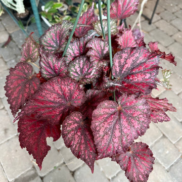 8” Begonia Harmony’s Stained Glass