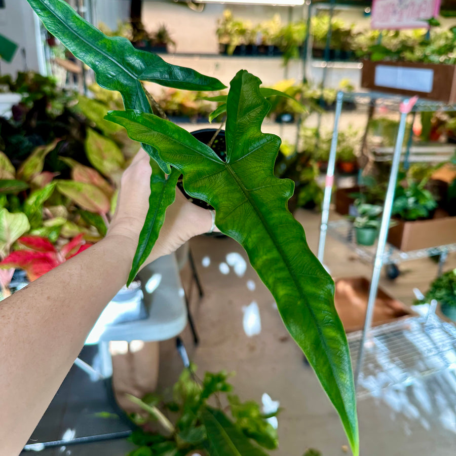 Alocasia sabrina - 4