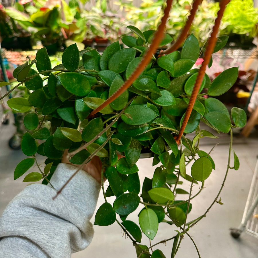 6” Hoya cv chouke - serpens + carnosa hybrid