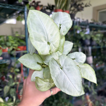 6” Syngonium moonshine - stunning white leaves