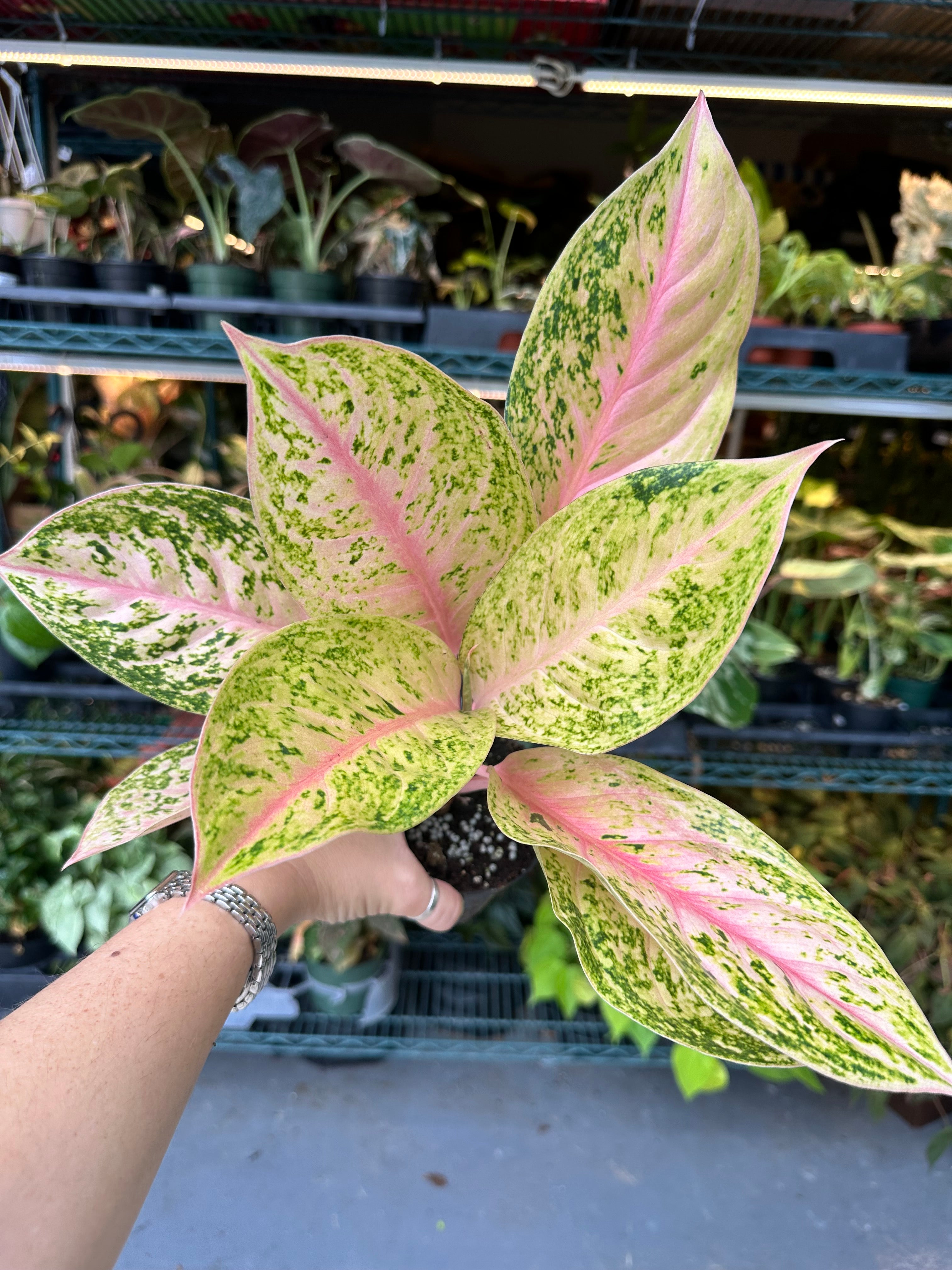 その他観葉植物 Aglaonema Aden Aglaonema black aden - 4