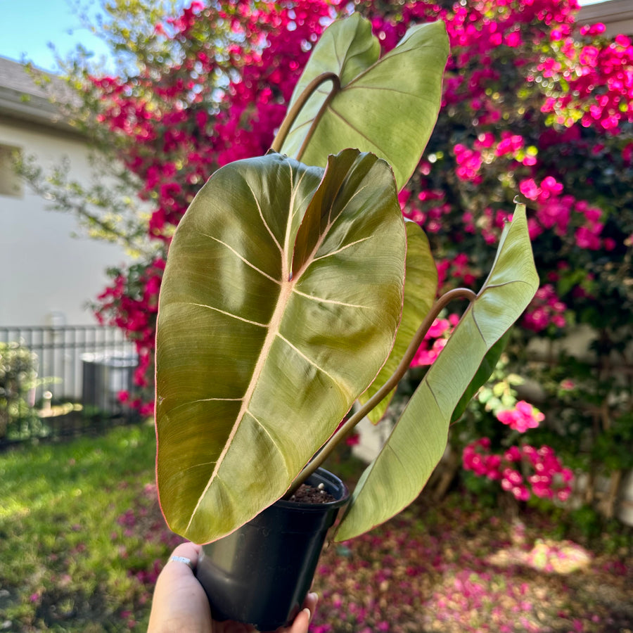 philodendron gloriosum pot Philodendron gloriosum x billietiae
