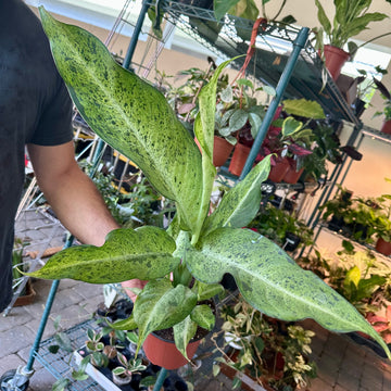 Dieffenbachia sp maui wowie - 6” pot