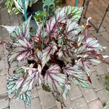 8” Begonia ’Merengue’