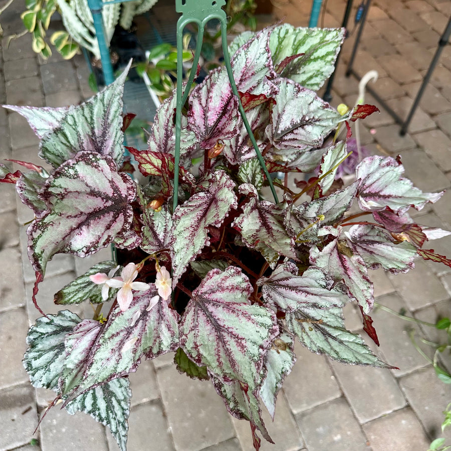 8” Begonia ’Merengue’