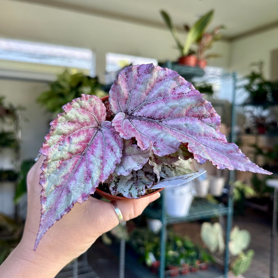 4” Begonia ’Merengue’