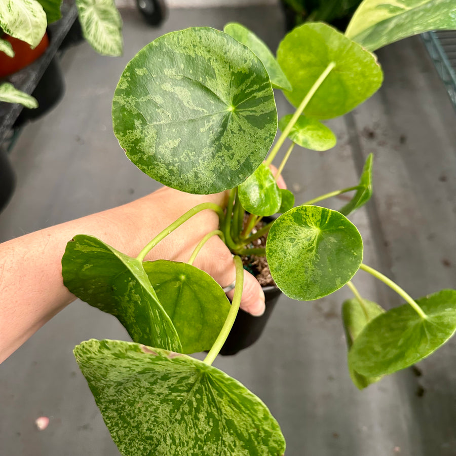 Pilea Peperomioides Mojito variegated - Chinese money plant - 4” pot