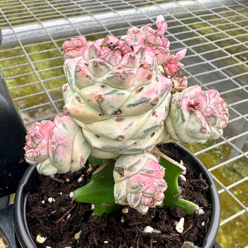 4” Euphorbia ritchiei subsp. Nyabensis (variegated white) - not rooted